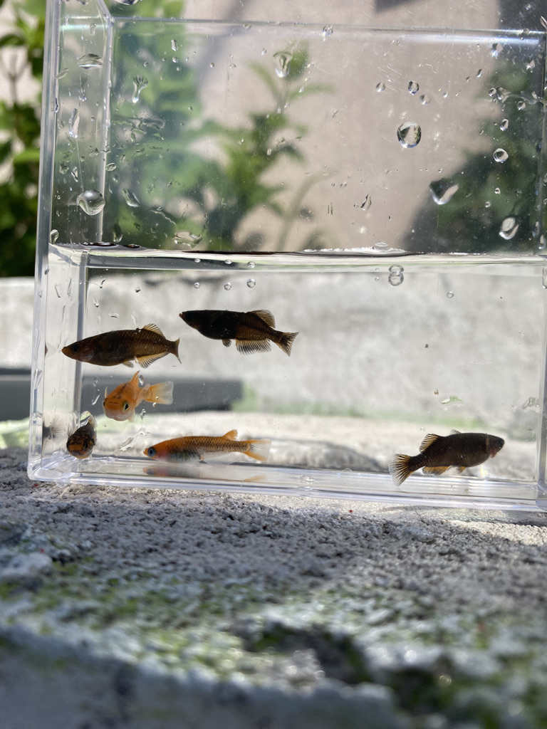 メダカが教えてくれた、毎日に優しさを取り戻す暮らし｜飼育初心者からの記録